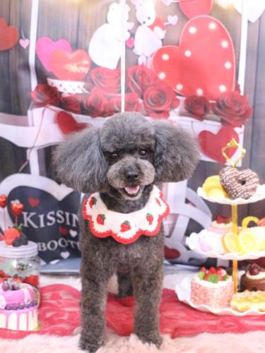 20250219ボーロくん